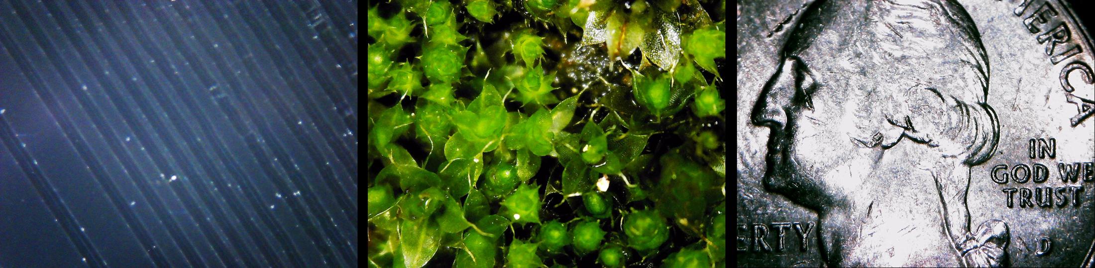 I have the microscope plugged into my computer but it isn t working
